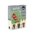 thumbnail image 1 of TASC Flower Bulbs Cherry Tomato Lycopersicum Sweetie (6 Plants), 1 of 1