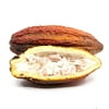 Cacao (Chocolate ) Pod Free Shipping