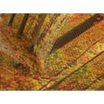 thumbnail image 4 of Ambesonne Fall Quilted Bedspread Set 3 Pcs, Pathway in the Wilderness, Queen Size, Orange Pale Green Brown, 4 of 5