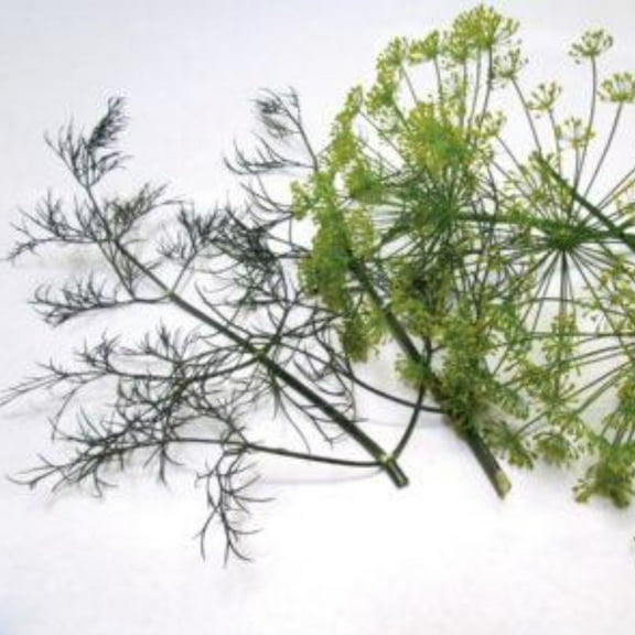 Herb Dill, Long Island Mammoth Seeds
