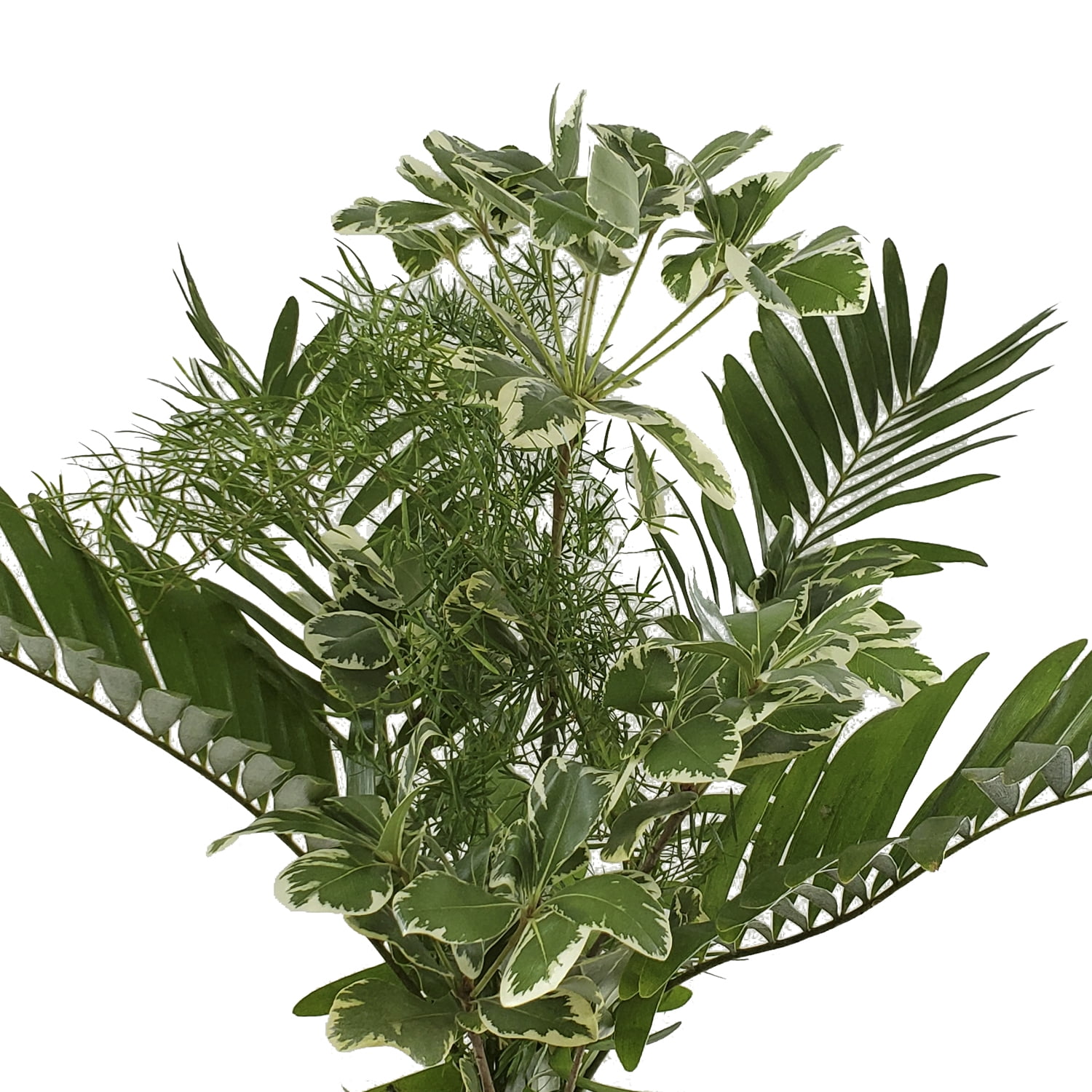 Alluring Mixed Greens Bouquet 10 Pack of Farm Direct Fresh Cut Flower