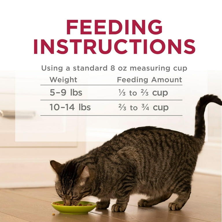 Best cat food for senior cats with arthritis top