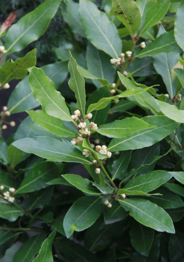 Bay Leaf Plant Live, Laurus Nobilis Bay Laurel Tree for Indoor or Outdoor Planting, 4-7 Inch Tall