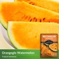thumbnail image 3 of 3 Packs Orangeglo Watermelon Seeds - Non-GMO Heirloom Annual Full Sun Fruit, 3 of 6
