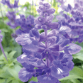 thumbnail image 4 of Ferry-Morse 110MG Salvia Blue Bedder Perennial Flower Seeds, Partial Shade, 4 of 11