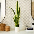 thumbnail image 6 of Nearly Natural 30in. Artificial Sansevieria Plant, 6 of 6