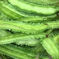 thumbnail image 2 of 10 Winged Bean Seeds for Planting - Easy to Grow Exotic Asian Winged Bean, 2 of 4
