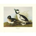 thumbnail image 2 of Audubon, John James 24x20 White Modern Wood Framed Museum Art Print Titled - Buffel-Headed Duck (decorative border), 2 of 4