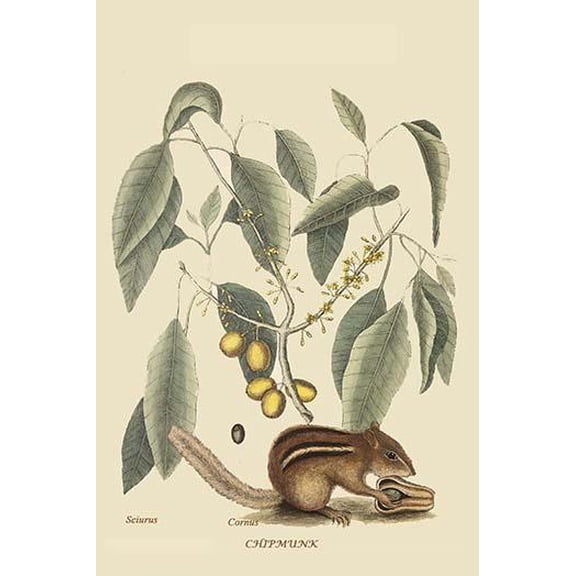 Chipmunk-Fine Art Canvas Print (20" x 30")