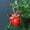 Red, variant on TOUMENY Iron Christmas Holly Berry Hanging Ornament, Rustic Wrought Iron Wall Door Decoration for Xmas Tree, Classic Festival Pendant for Home Office Party Decor, White