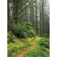 thumbnail image 2 of A hiking trail passes through a forest of Sitka spruce trees; Reedsport  Oregon  United States of America Poster Print b, 2 of 2