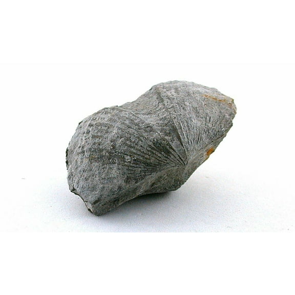 RARE Coelenterata Pleurodictyum Styloporum Greigsville NY Fossil Specimen CS38