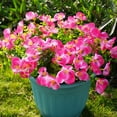thumbnail image 4 of Artificial Flowers for Outdoor, Realistic Faux Plants for Outside Indoor Porch Patio Window Box Planter Home Decor (12pcs - Rose red), 4 of 9