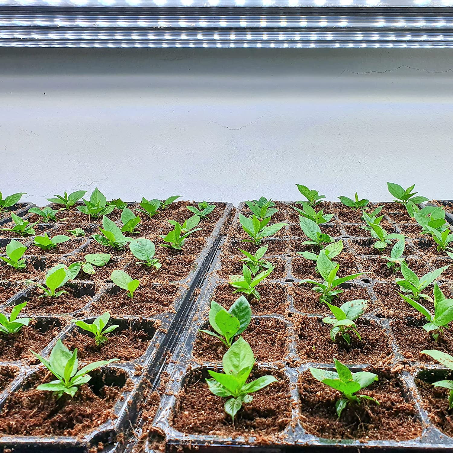 360 Cells 20×10 Inch Seedling Plug Trays - 5 PCS 54x28cm Reusable Seed Starter Container for Nursery Growing  Propagation Germination GDPL02S72A 【1.5"x1.5" Grid, 2.2" Depth】72 Grids/Tray