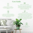 thumbnail image 4 of American Plant Exchange Beauty Star Calathea, Prayer Plant, 6-Inch Pot, Air Purifying, Chartruse Striped Foliage, 4 of 7