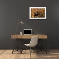 thumbnail image 3 of Grall, Don 32x23 White Modern Wood Framed Museum Art Print Titled - WY, Grand Tetons Black bear foraging for berries, 3 of 4