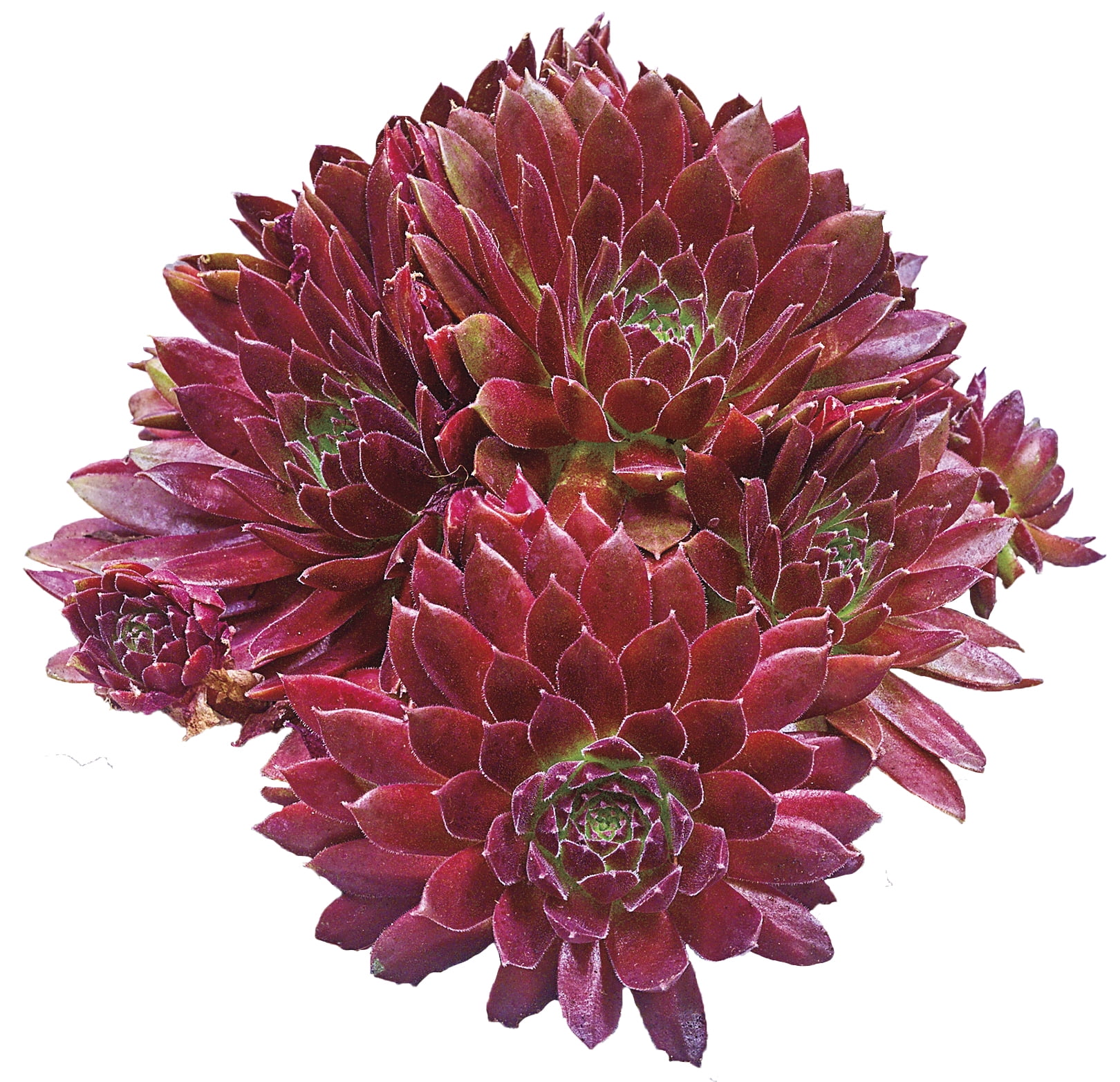 Red Rubin Hens and Chicks Dormant Bare Root Perennial Starter Plant (1