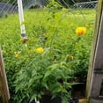 thumbnail image 2 of Japanese Kerria, 2 of 2
