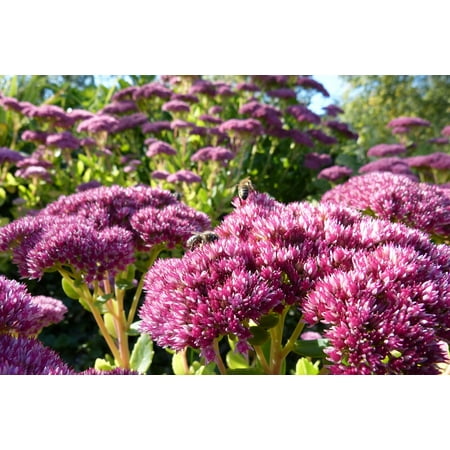 Fat Flowers - LAMINATED POSTER Close Bees Flower Flowers Fat Hen Poster Print 11 x 17