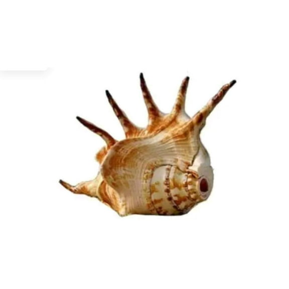 Panch Mukhi Shankh, Medium By Indian Collectible