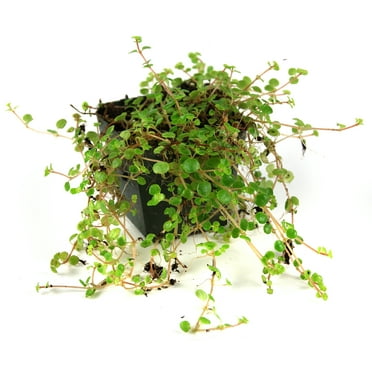 Josh's Frogs Pilea depressa 'Tiny Tears' Vine