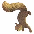 thumbnail image 4 of Design Toscano NG34034 Simone The Squirrel Woodland Decor Hanging Garden Statue, 8 Inch, Full Color, 4 of 10