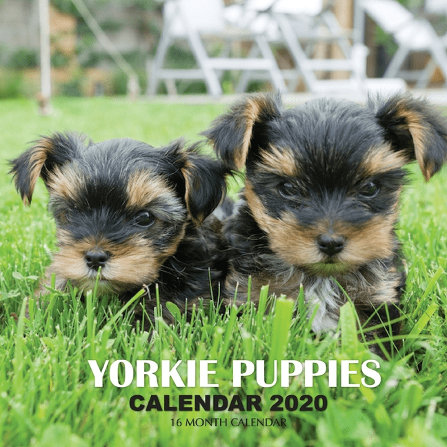 Yorkie Puppies Calendar 2020 : 16 Month Calendar (Paperback) - Walmart
