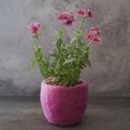 thumbnail image 3 of Artisan Variety Pink Felt Hanging Succulent Planter Set, 3 of 4