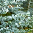 thumbnail image 6 of Perfect Plants Silver Dollar Eucalyptus 1 Gallon, 6 of 7
