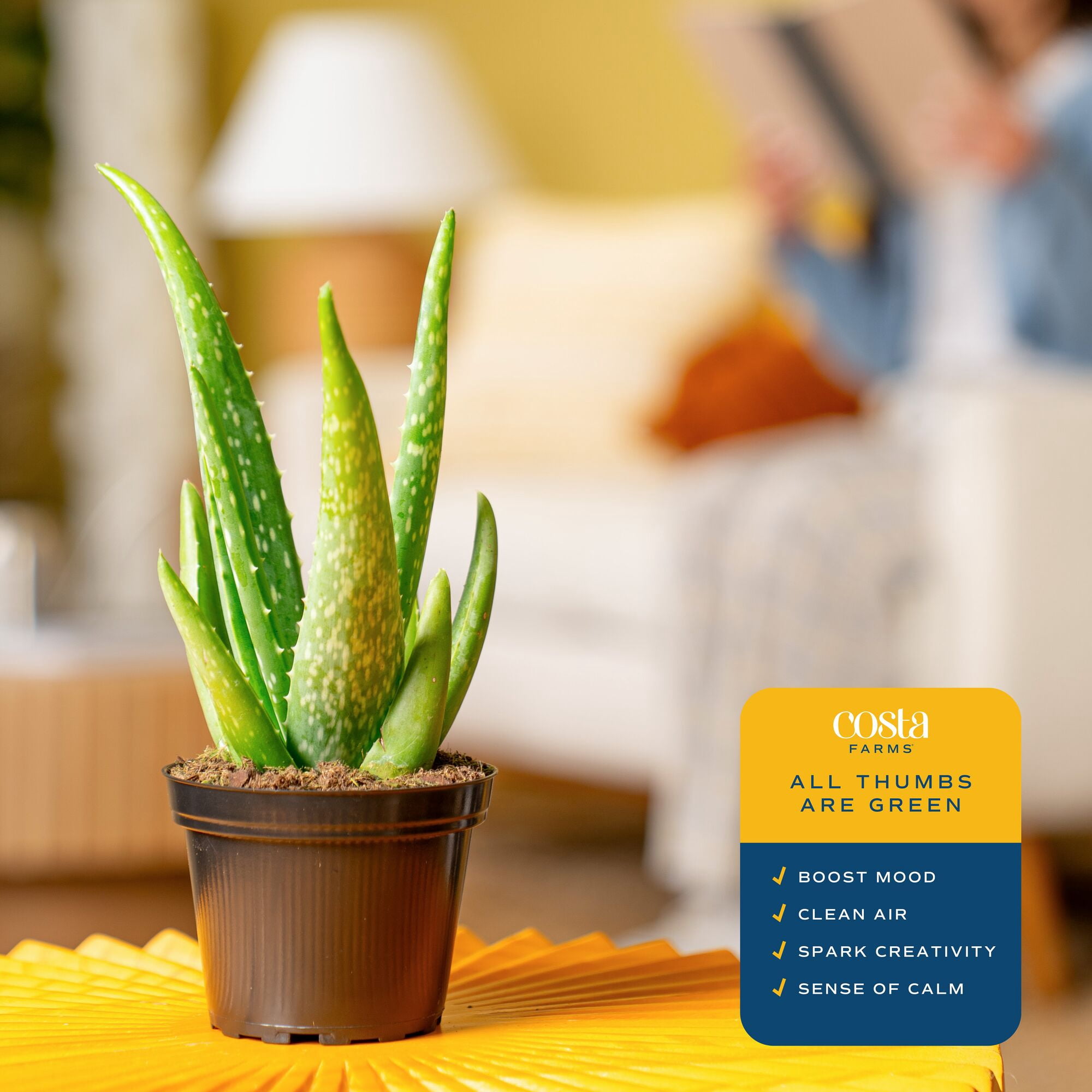 Costa Farms 7" Aloe Vera Plant Live House Plants in 4" Grower Pot -  Walmart.com