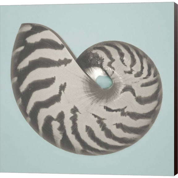 Great Art Now Noir Shell on Teal I by Jairo Rodriguez, Canvas Wall Art, 24W x 24H