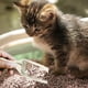 thumbnail image 5 of Pala para arena de gatos de plástico con forma de cabeza de gato. Pala para gatos de plástico. Herramienta de limpieza para arena de gatos., 5 of 5