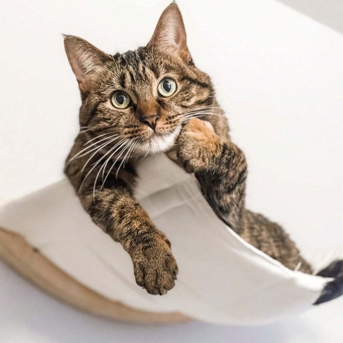 QLFYUU Cat Hammock, Cat Wall Shelves & Floating Window Perch, White