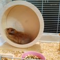 thumbnail image 2 of fastboy Roue d'Exercice pour Animaux Rouleau en Bois Silencieux pour Petits Animaux, 2 of 8