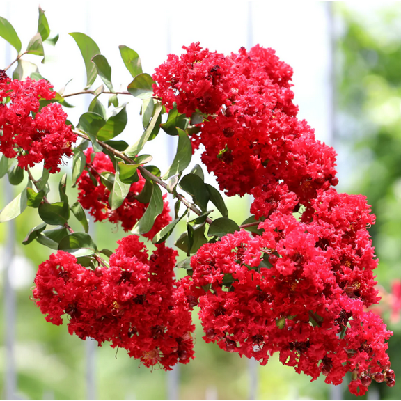 Set 2 Red Crape Myrtle Plants Live for Planting, Lagerstroemia Indica Rubra Plants for Garden 6 to 12 Inch Tall in 4 Inch Pot - Dormant in Winter