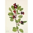 thumbnail image 2 of Mary Vaux Walcott 11x14 Gold Ornate Wood Frame and Double Matted Museum Art Print Titled - Saskatoon. Amelanchier Alnifolia (1925), 2 of 4