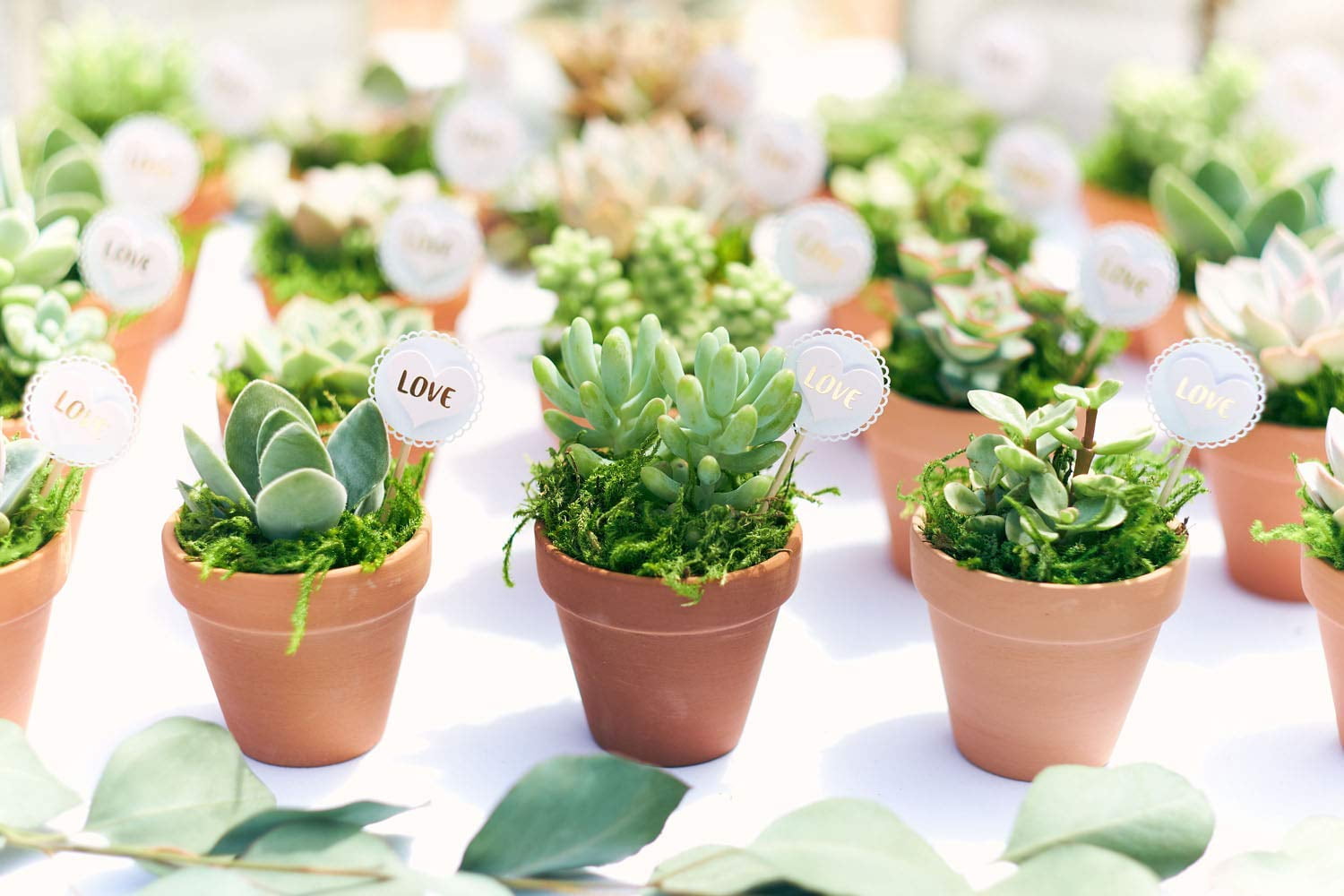 Home Botanicals 2" Tall Rosette Succulent in Pot (64 Count), Live Indoor