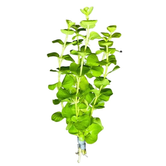 Golden Lloydiella (Lysimachia nummularia 'Aurea') Buy3get1free | Live Aquarium Plants