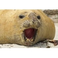 thumbnail image 2 of Illg, Cathy and Gordon 32x23 Gold Ornate Wood Framed with Double Matting Museum Art Print Titled - Sea Lion Island Southern elephant seal, 2 of 4