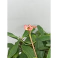 thumbnail image 5 of Florida House Plants 4" Crown of Thorns Live Plants in 4" Pots, Low Maintenance, 5 of 9