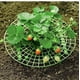 thumbnail image 4 of 10 paquetes de soportes para fresas, soporte para plantas de fresas, estantes para cultivo de fresas, marco para cultivo de fresas, 4 of 5