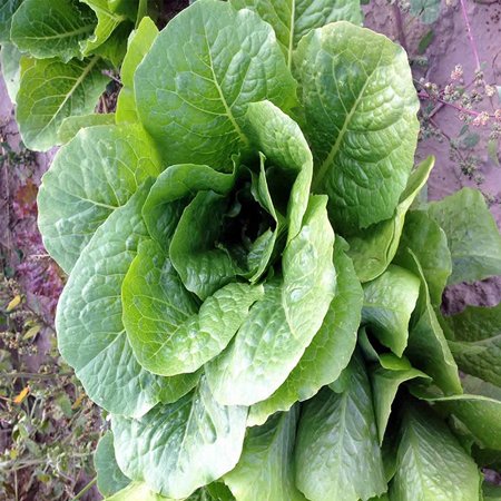 Lettuce Parris Island - Romaine Lettuce Seeds - Parris Island Cos Variety - 1 Oz - Heirloom Garden Seed - Non-GMO Lettuce and Microgreens Seed, Vegetable Garden &.., By Mountain Valley Seed Company Ship from US