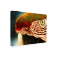 thumbnail image 2 of Trademark Fine Art 'Polly Red And Green' Canvas Art by Dana Brett Munich, 2 of 3