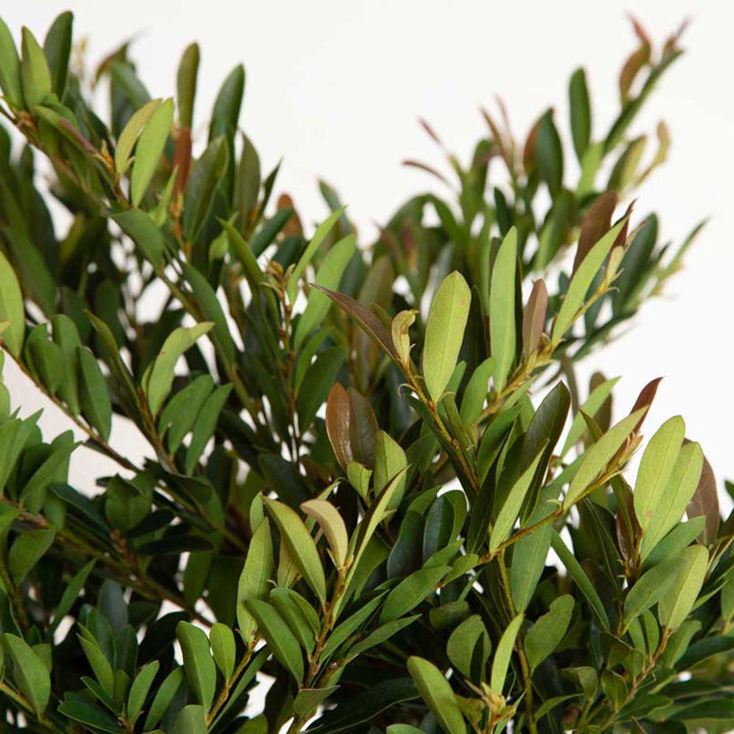 Southern Living Cast in Bronze Distylium Live Shrub in 2-Gallon Grower Pot