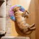thumbnail image 5 of Almohada para el cuello de mascotas en forma de U, funda de tela desmontable, almohadilla ergonómica relajante para dormir, para gatos y perros pequeños y medianos, descanso para mascotas, 5 of 5