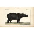 thumbnail image 2 of Cape Hippopotamus, Hippopotamus Amphibius Capensis Poster Print By ® Florilegius Mary Evans (36 X 24), 2 of 4