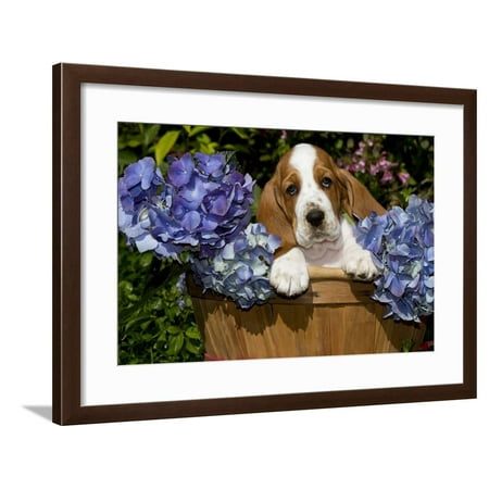 Culver's Burlington Wisconsin Basset Hound Pup in Flowers, Burlington, Wisconsin, USA Framed Print Wall Art By Lynn M. Stone ()