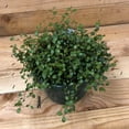 thumbnail image 2 of Muehlenbeckia Maidenhair Vine, 6" Plant, The Plant Farm, 2 of 2