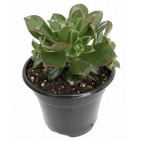 Kiwi Verde Succulent Tree - Aeonium - Easy to grow House Plant - 4.5