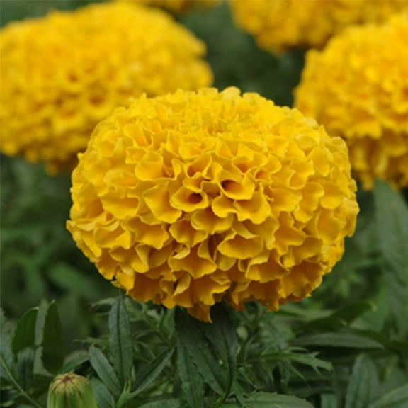 African Marigold Flower Garden Seeds - Taishan Series F1 - Gold - 100 Seeds - Annual Flower Gardening Seeds - Tagetes erecta